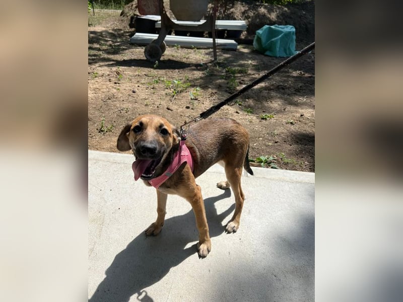 Josy - unsere wundervolle Frohnatur