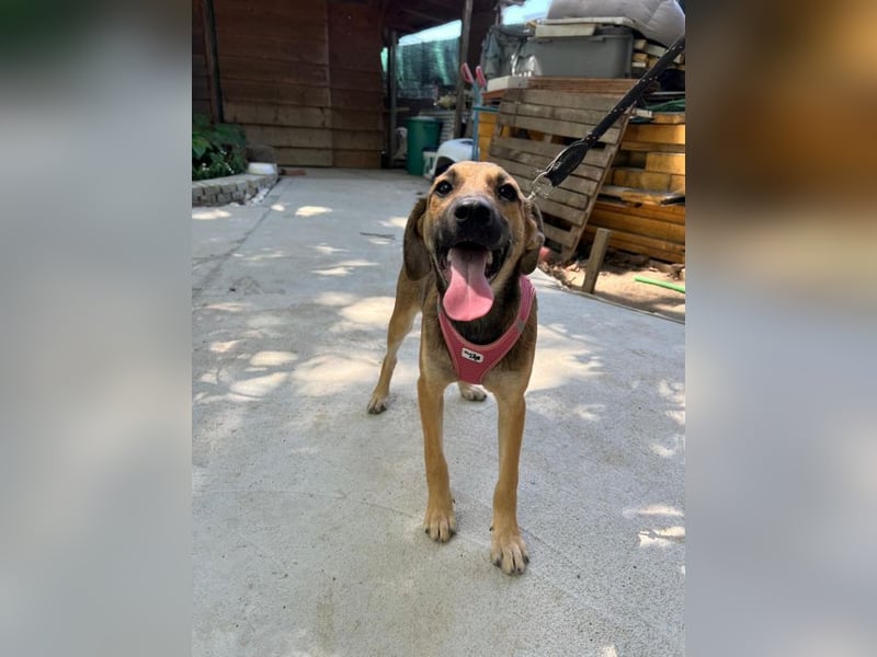 Josy - unsere wundervolle Frohnatur