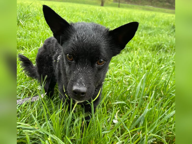 KALLE - Auf Pflegestelle in 72124 Pliezhausen (bei Stuttgart)