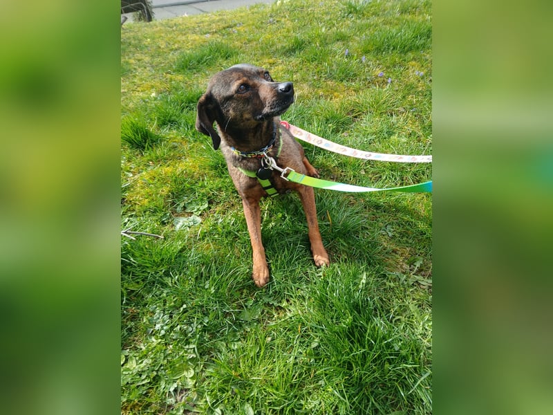 LOLA - Auf Pflegestelle in Schorndorf (Deutschland)