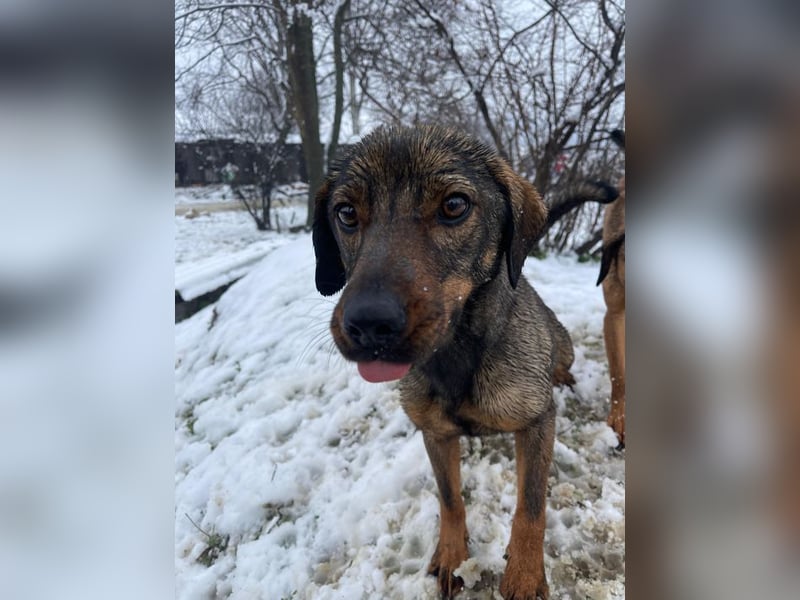 ALMA – sanfte, freundliche Seele