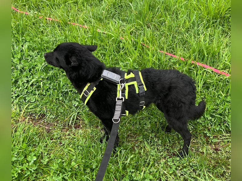 KALLE - Auf Pflegestelle in 72124 Pliezhausen (bei Stuttgart)