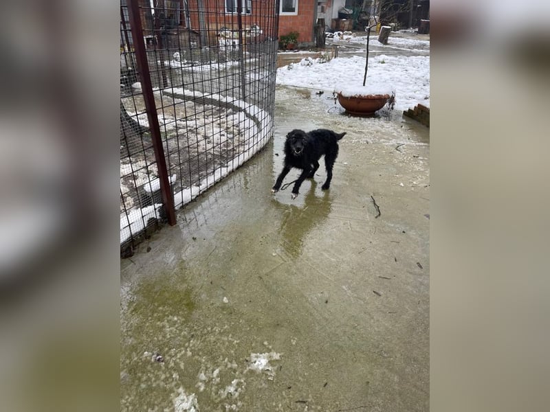 CRNI – lebensfroher Rüde mit zarter Seele