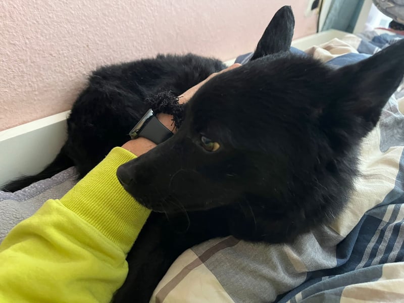 KALLE - Auf Pflegestelle in 72124 Pliezhausen (bei Stuttgart)