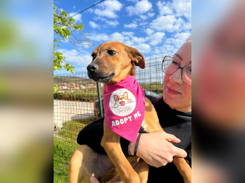 MACY – sanfte Kuschelmaus mit großem Herz