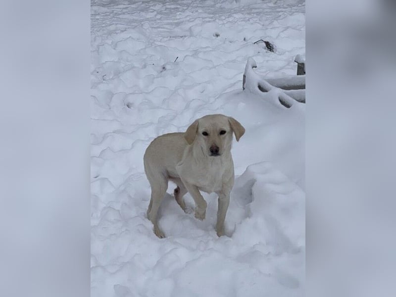 Tessa – ein kleiner Engel in Weiß sucht ein liebevolles Zuhause