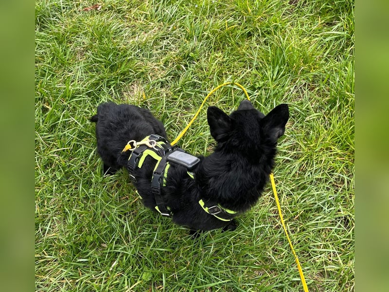 KALLE - Auf Pflegestelle in 72124 Pliezhausen (bei Stuttgart)