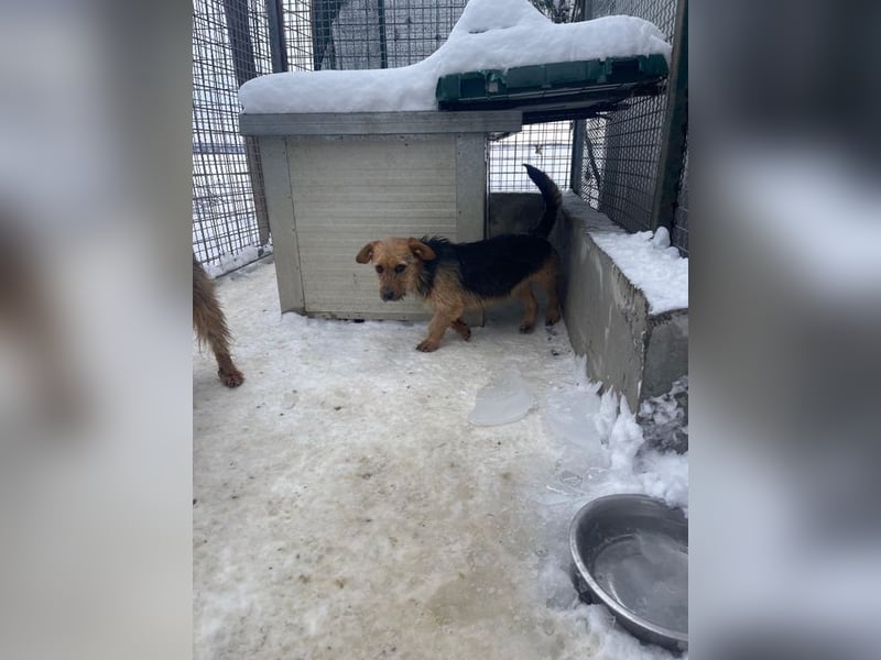 JETTE – sanfte, sensible Hündin mit viel Potenzial