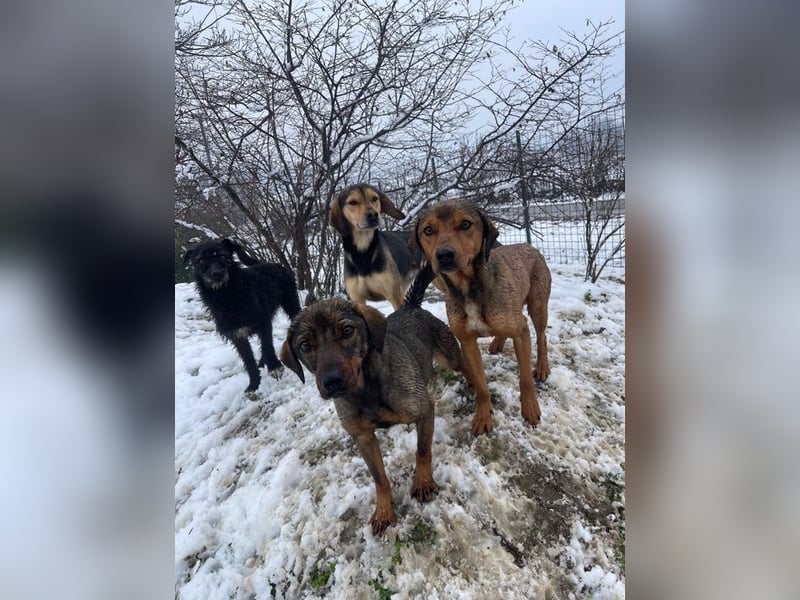 ALMA – sanfte, freundliche Seele