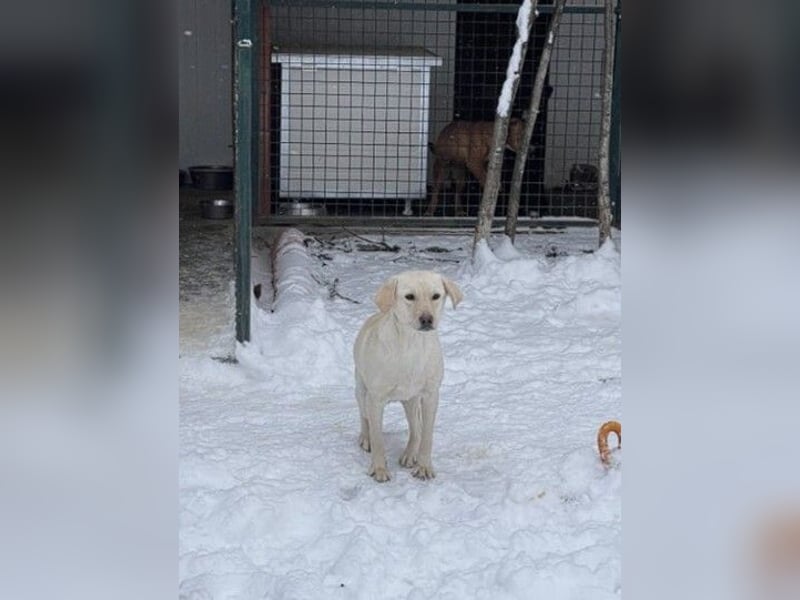 Tessa – ein kleiner Engel in Weiß sucht ein liebevolles Zuhause
