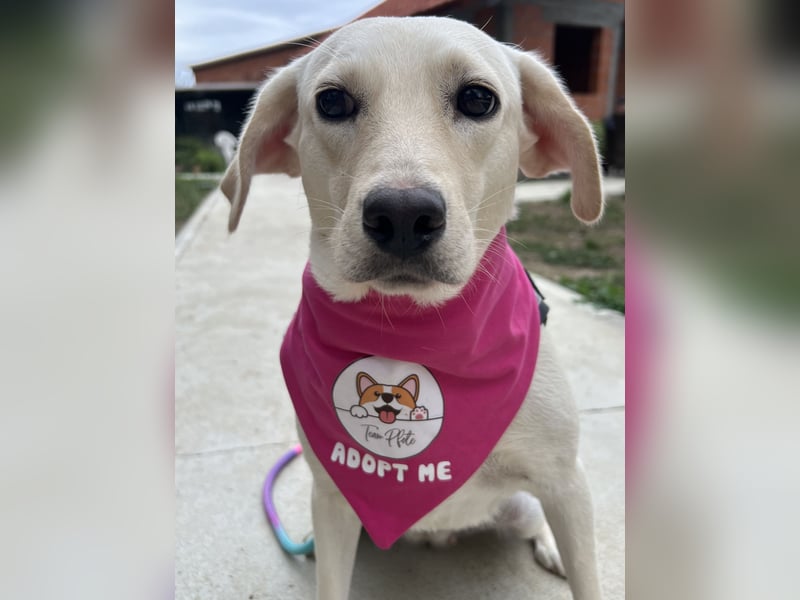 Tessa – ein kleiner Engel in Weiß sucht ein liebevolles Zuhause