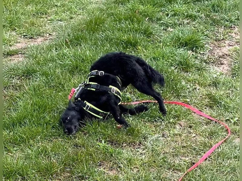 KALLE - Auf Pflegestelle in 72124 Pliezhausen (bei Stuttgart)