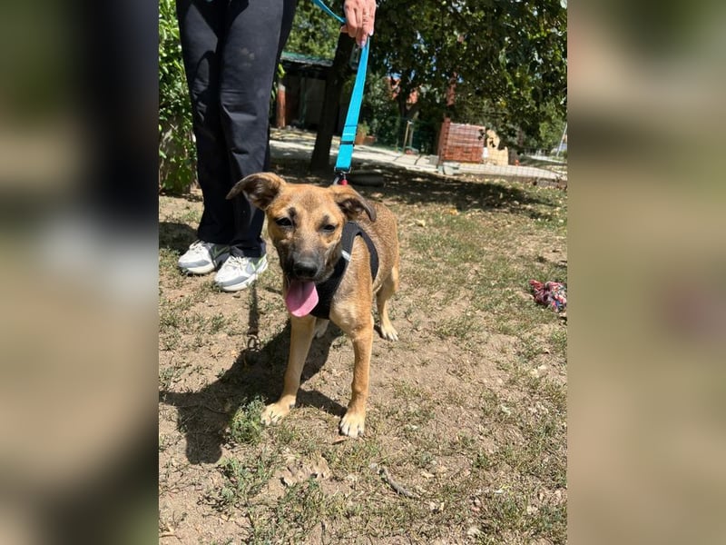 Cleo - unsere wundervolle Frohnatur