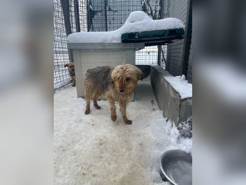 RUBY – zarte, sensible Seele