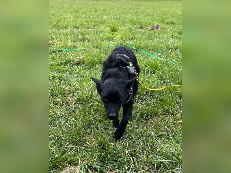 KALLE - Auf Pflegestelle in 72124 Pliezhausen (bei Stuttgart)