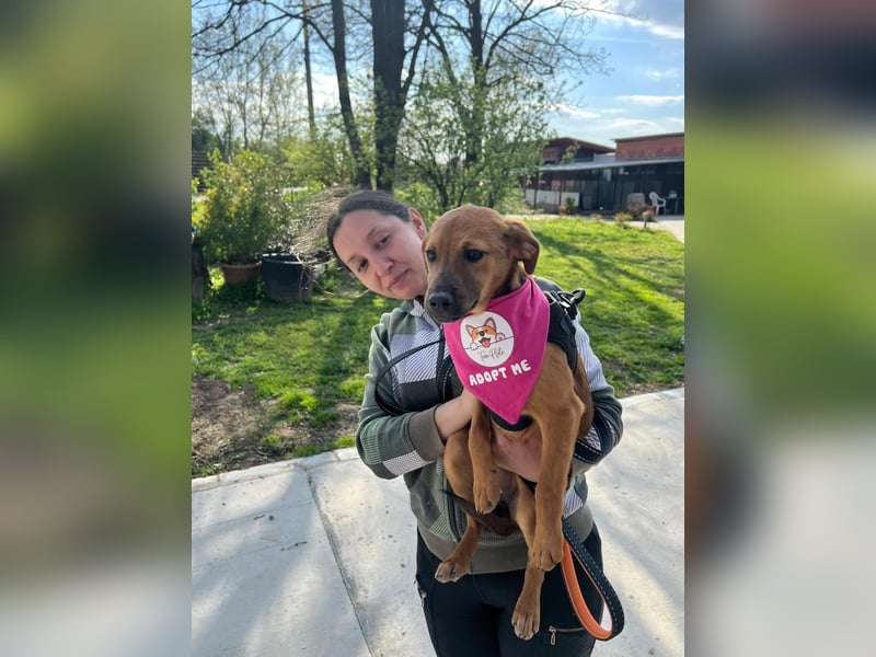 MACY – sanfte Kuschelmaus mit großem Herz