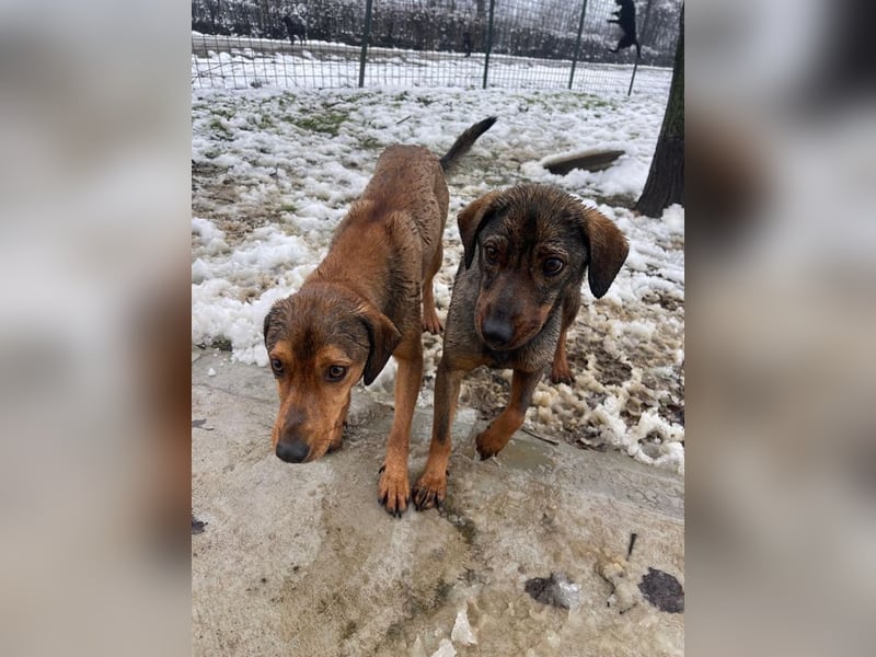 ALMA – sanfte, freundliche Seele