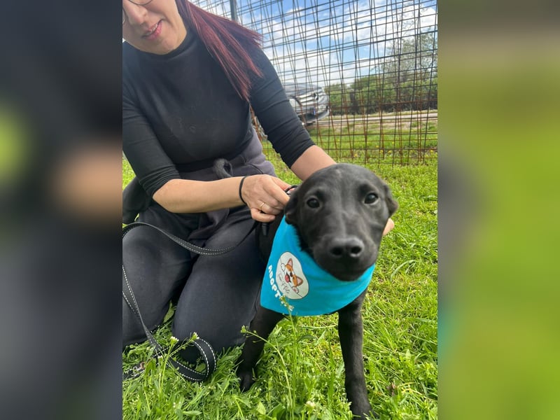 DINGO – mutiger kleiner Abenteurer