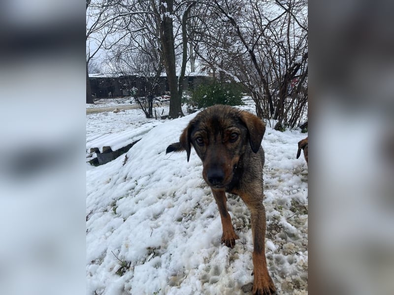 ALMA – sanfte, freundliche Seele