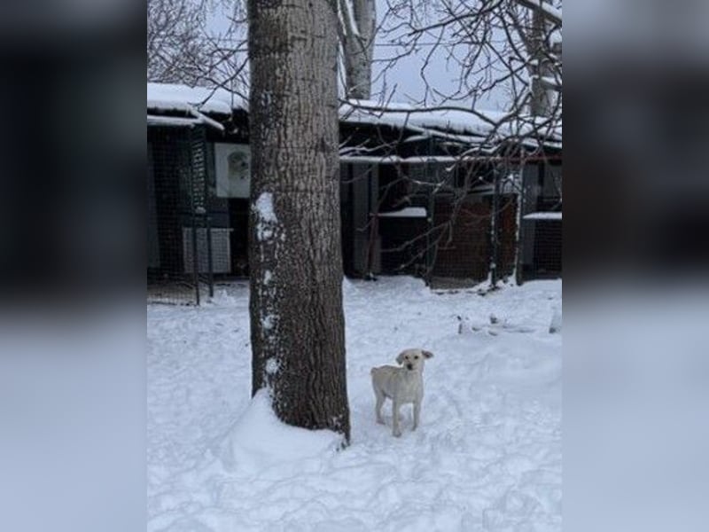 Tessa – ein kleiner Engel in Weiß sucht ein liebevolles Zuhause