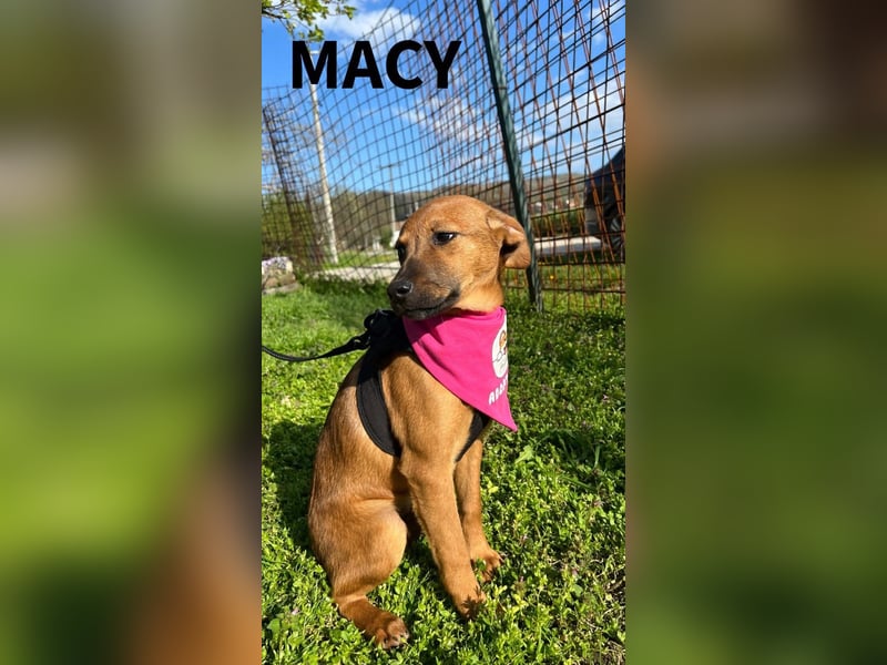 MACY – sanfte Kuschelmaus mit großem Herz