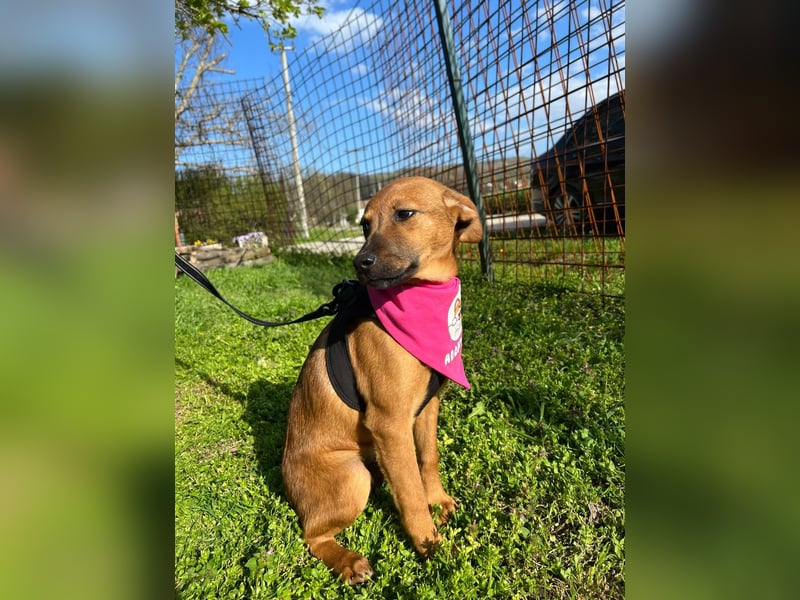 MACY – sanfte Kuschelmaus mit großem Herz