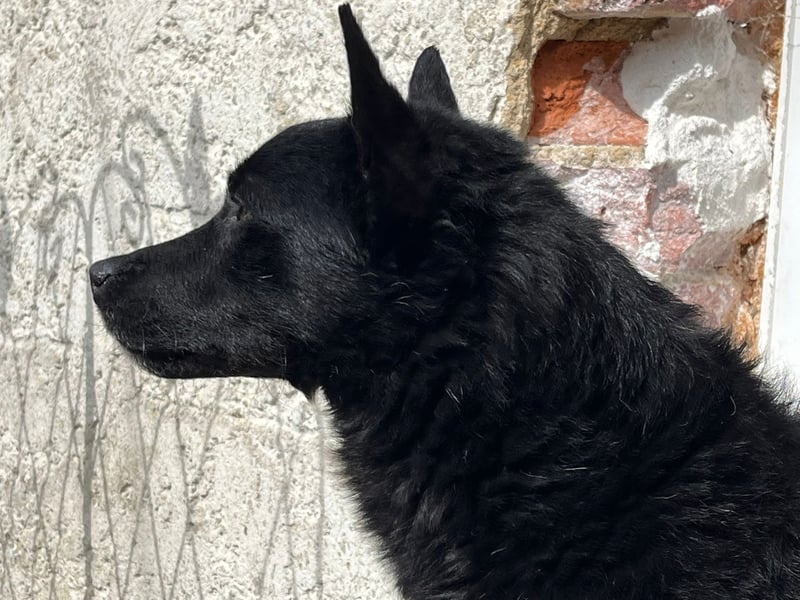 Kalle - auf Pflege in DE
