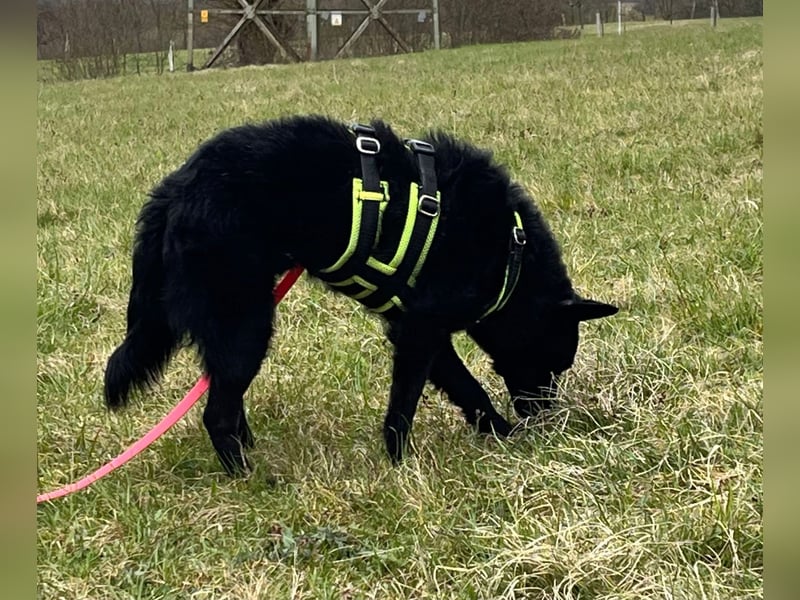 KALLE - Auf Pflegestelle in 72124 Pliezhausen (bei Stuttgart)