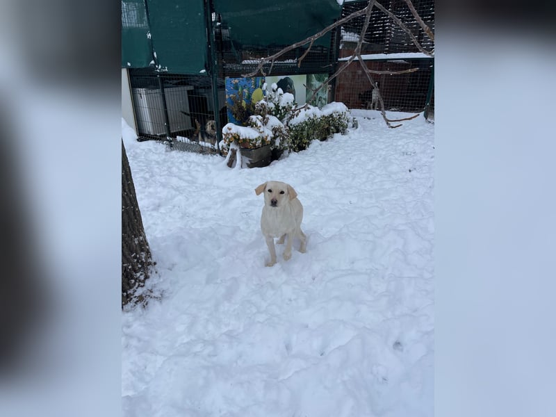 Tessa – ein kleiner Engel in Weiß sucht ein liebevolles Zuhause