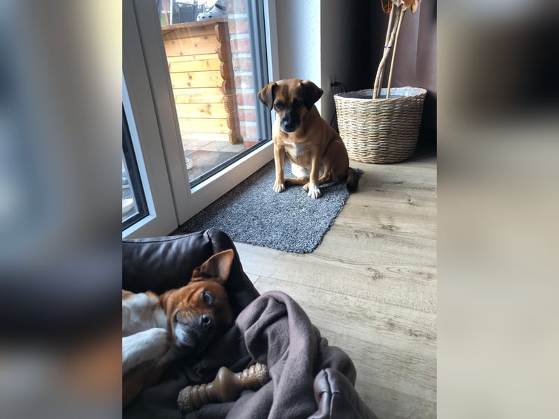 Raya ❤️Pflegefamilie 27252 Schwaförden