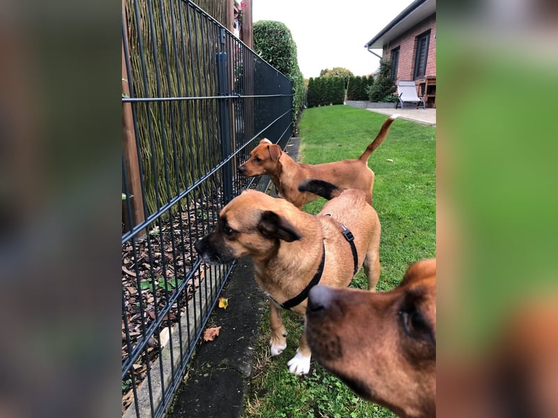 Raya ❤️Pflegefamilie 27252 Schwaförden