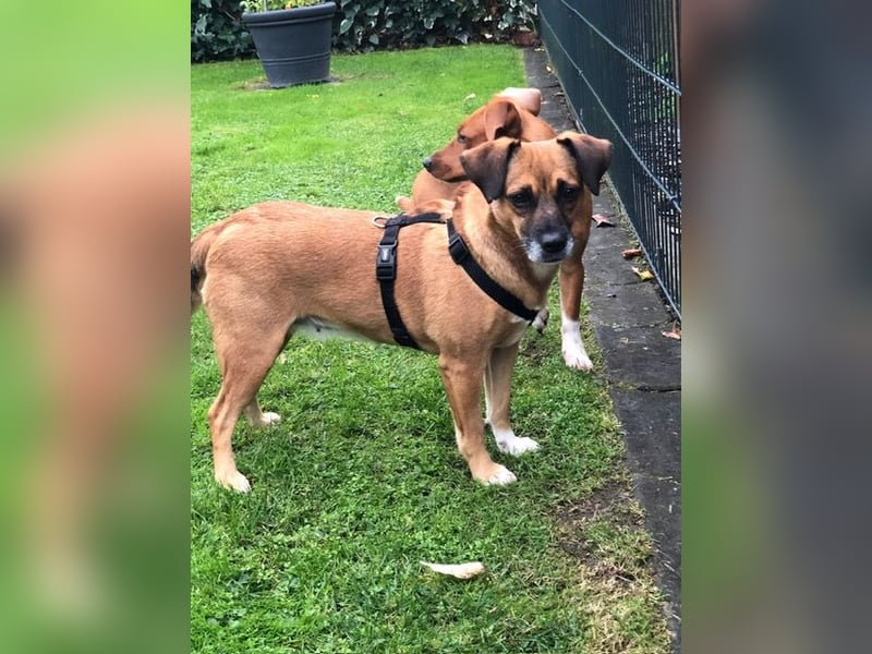 Raya ❤️Pflegefamilie 27252 Schwaförden