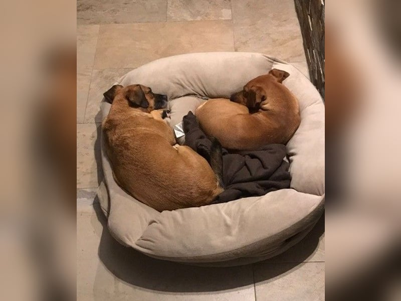 Raya ❤️Pflegefamilie 27252 Schwaförden