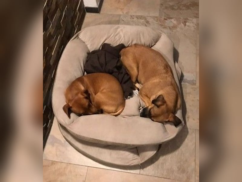 Raya ❤️Pflegefamilie 27252 Schwaförden