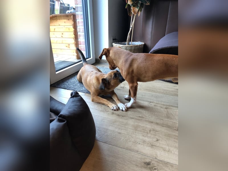 Raya ❤️Pflegefamilie 27252 Schwaförden