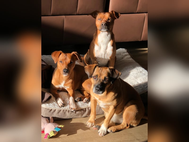 Raya ❤️Pflegefamilie 27252 Schwaförden