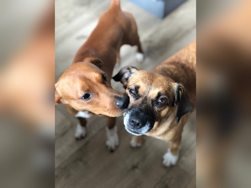 Raya ❤️Pflegefamilie 27252 Schwaförden