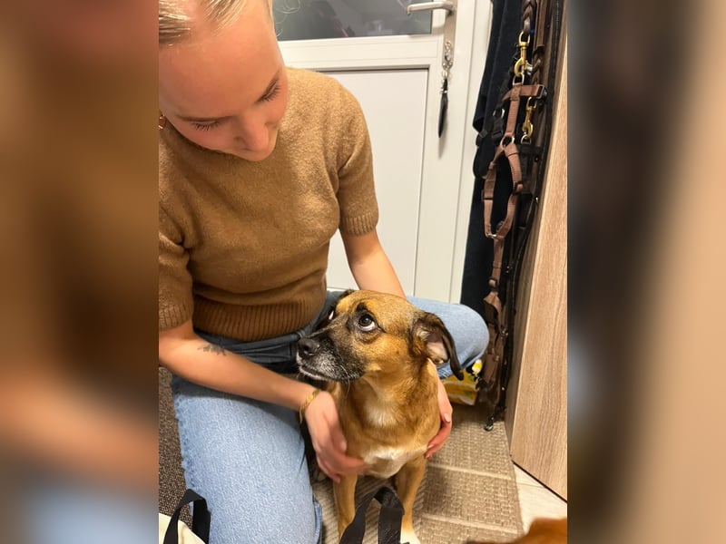 Raya ❤️Pflegefamilie 27252 Schwaförden