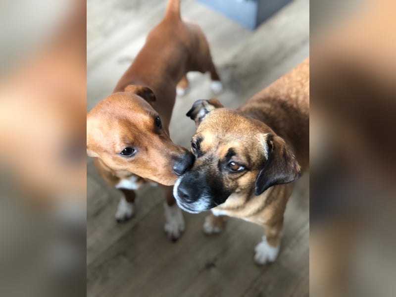 Raya ❤️Pflegefamilie 27252 Schwaförden