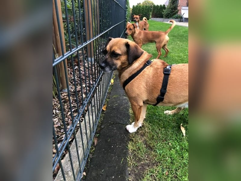 Raya ❤️Pflegefamilie 27252 Schwaförden