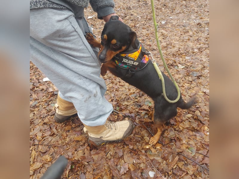 Liza - süße Maus sucht Ihre Familie