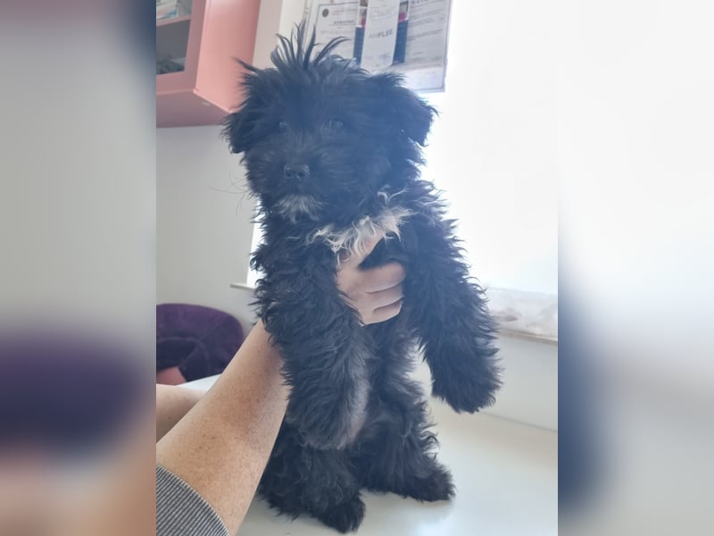 Ronja Welpe - sucht Ihre Familie!