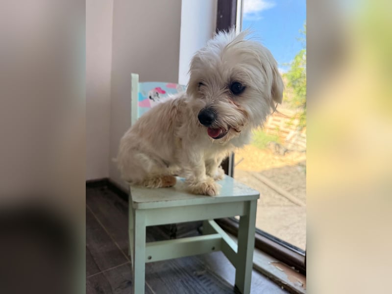 Perla sucht eine liebevolle Familie!