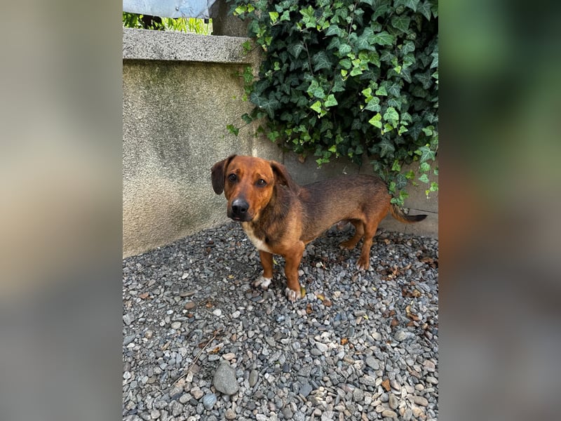 Arni sucht sein Zuhause