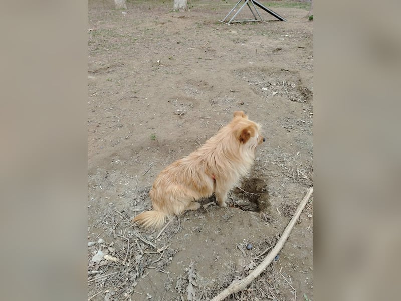 Benny sucht seine Familie