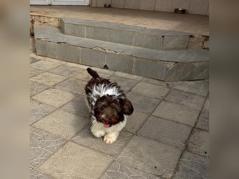 Flocke sucht sein Glück