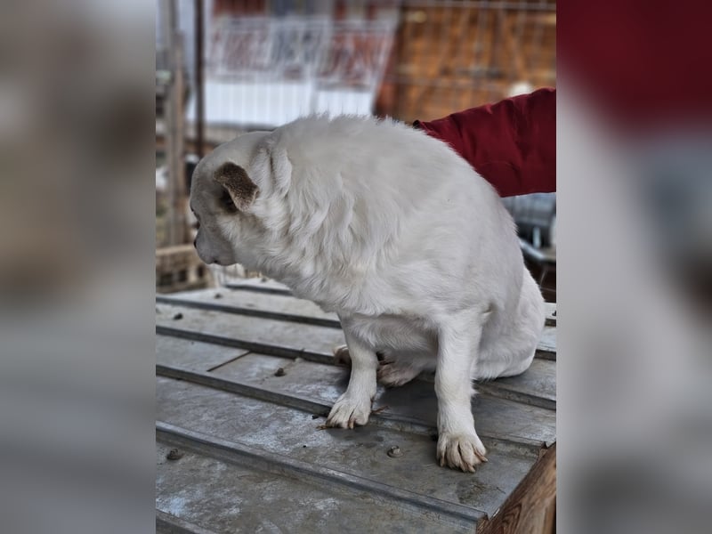 Albutu - der Schatz!