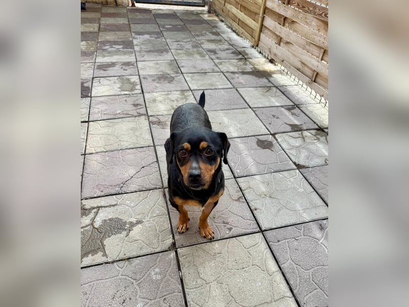 Liza - süße Maus sucht Ihre Familie