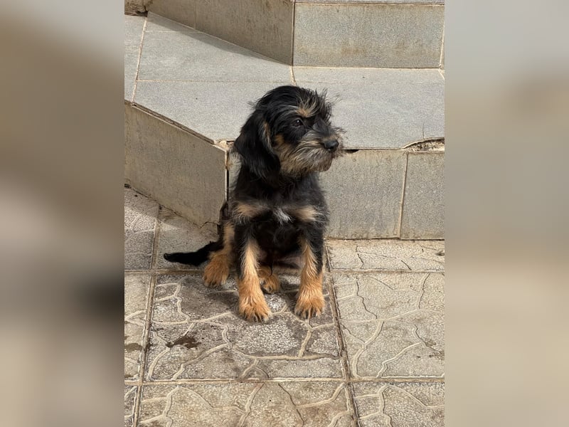 Keks sucht seine Menschen