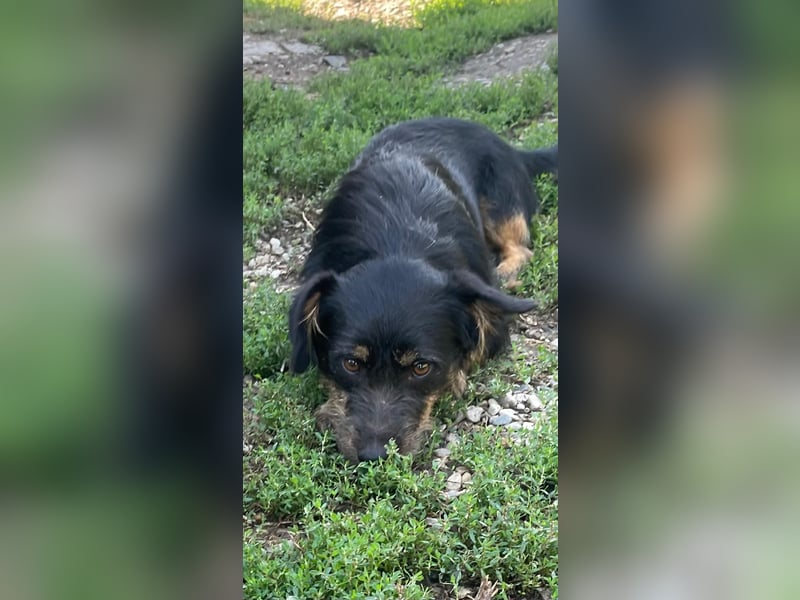 Coco sucht eine liebevolle Familie